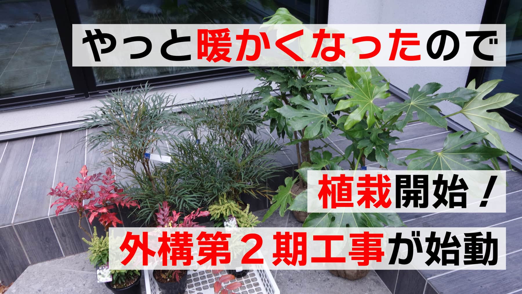 やっと暖かくなったので植栽開始！外構第2期工事開始