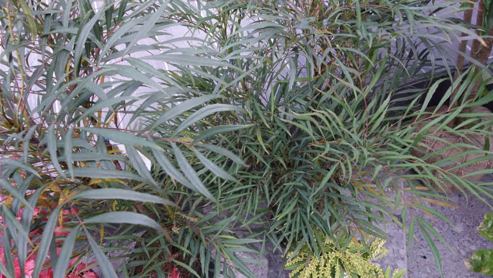 マホニアコンフーサの写真