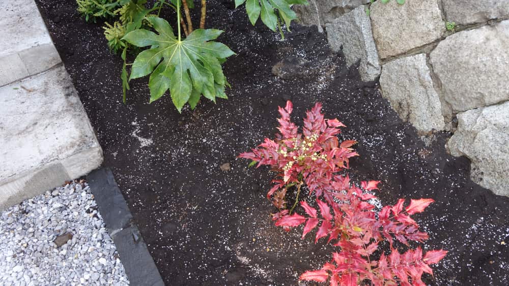 植え付け後の写真