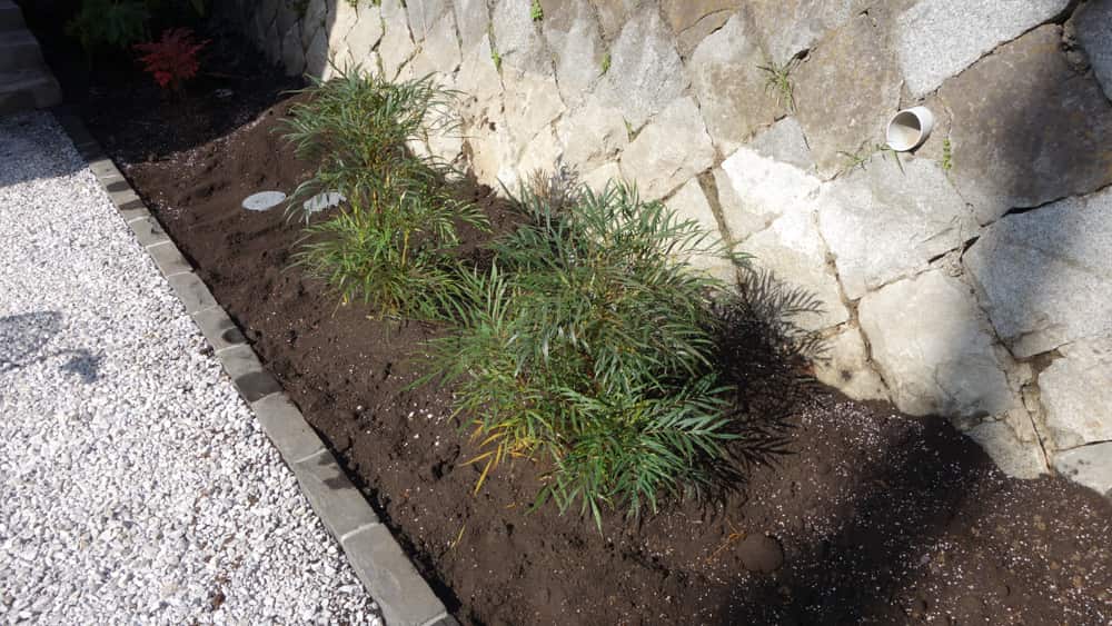 マホニアの写真