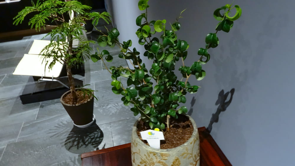 ベンジャミンバロック