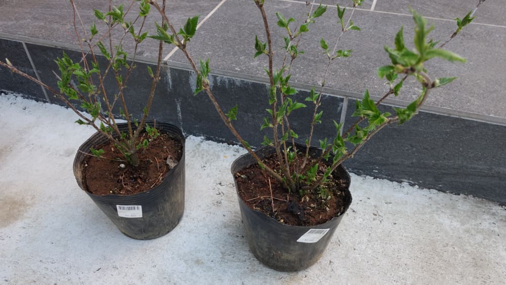 シロヤマブキの写真