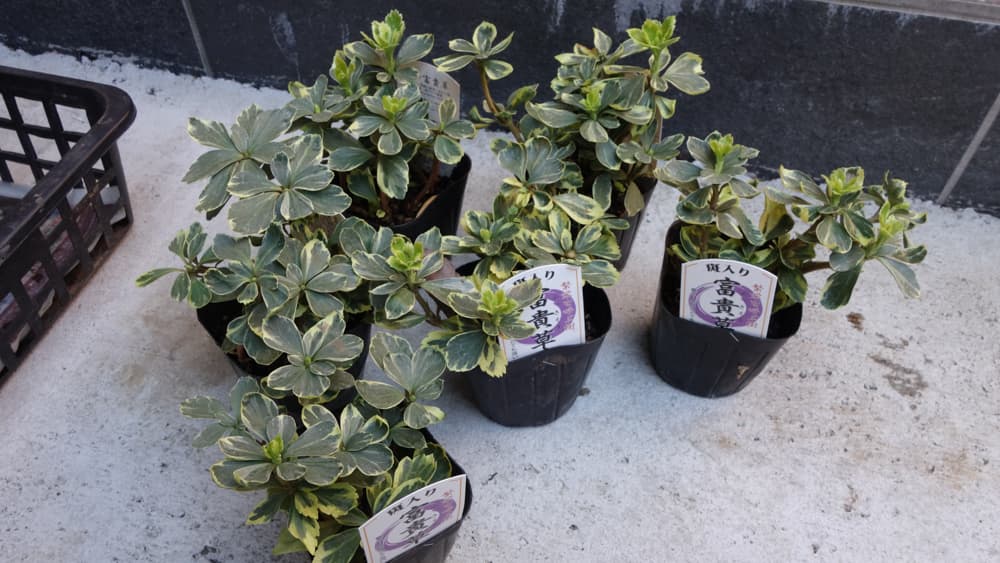 フッキソウの写真