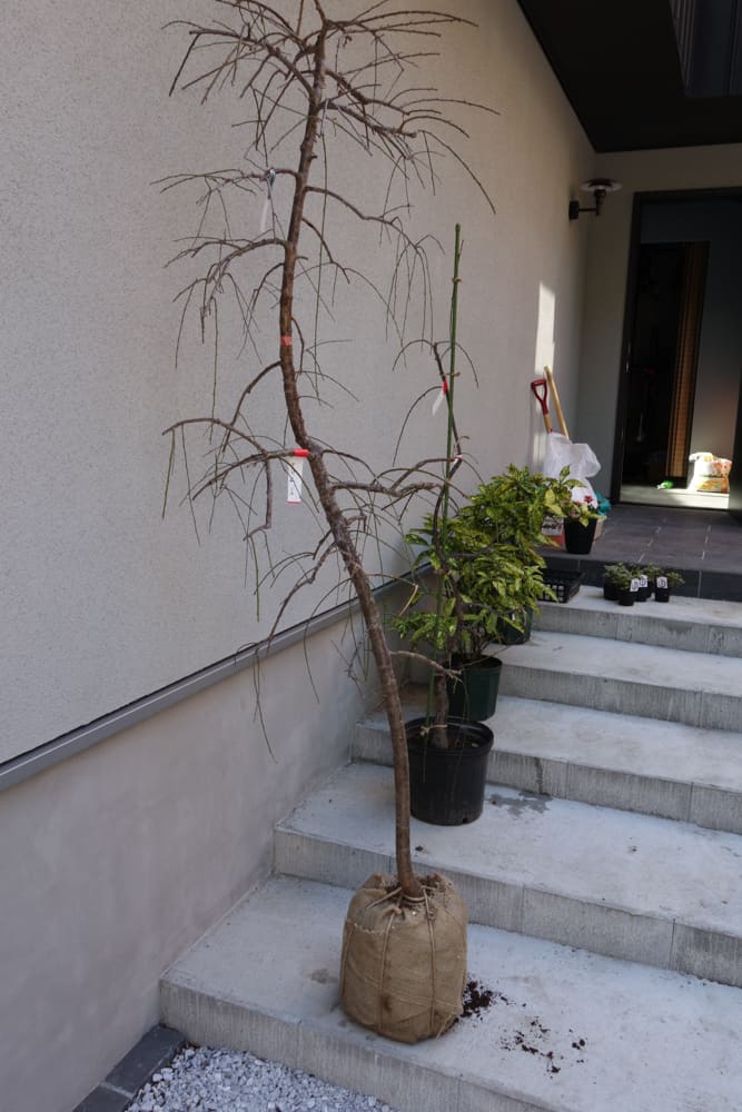 枝垂れウメの写真