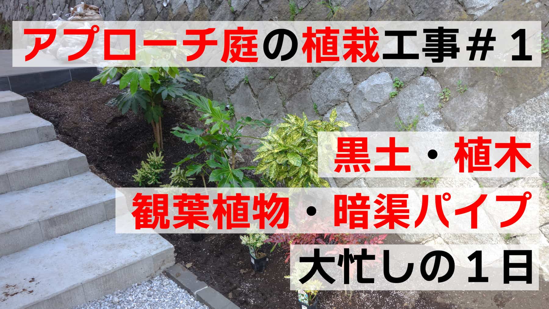 DIY植栽工事＃１　アプローチ庭の黒土・植木・観葉植物・暗渠パイプと大忙しの１日