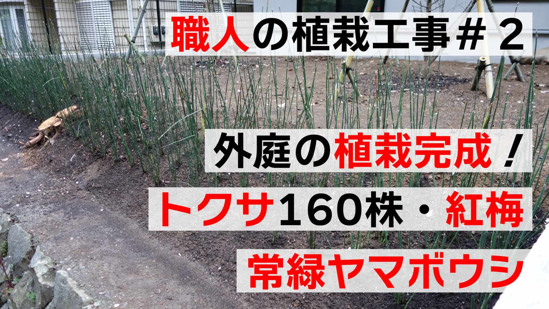 職人の植栽工事＃２　トクサ160株・ヤマボウシ・紅梅の外庭完成！