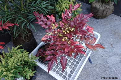 ヒイラギナンテン