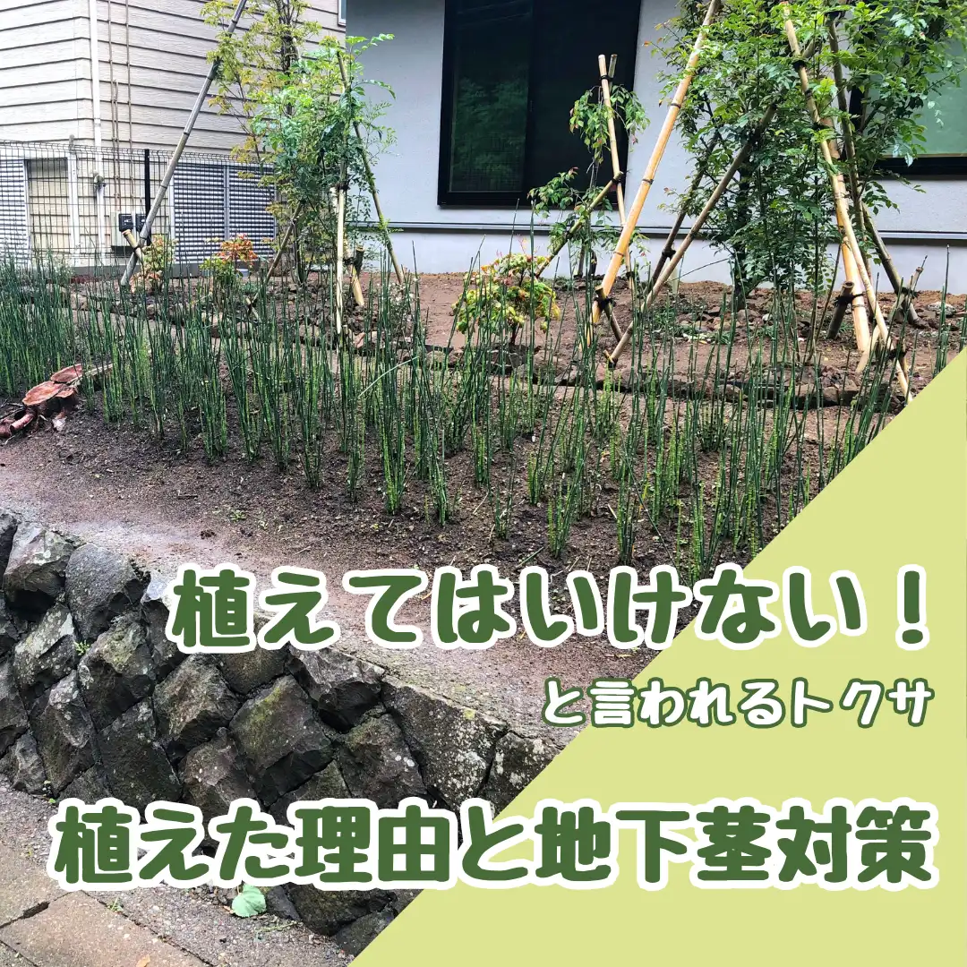 「植えてはいけない」と言われる「トクサ」、植えた理由と地下茎対策