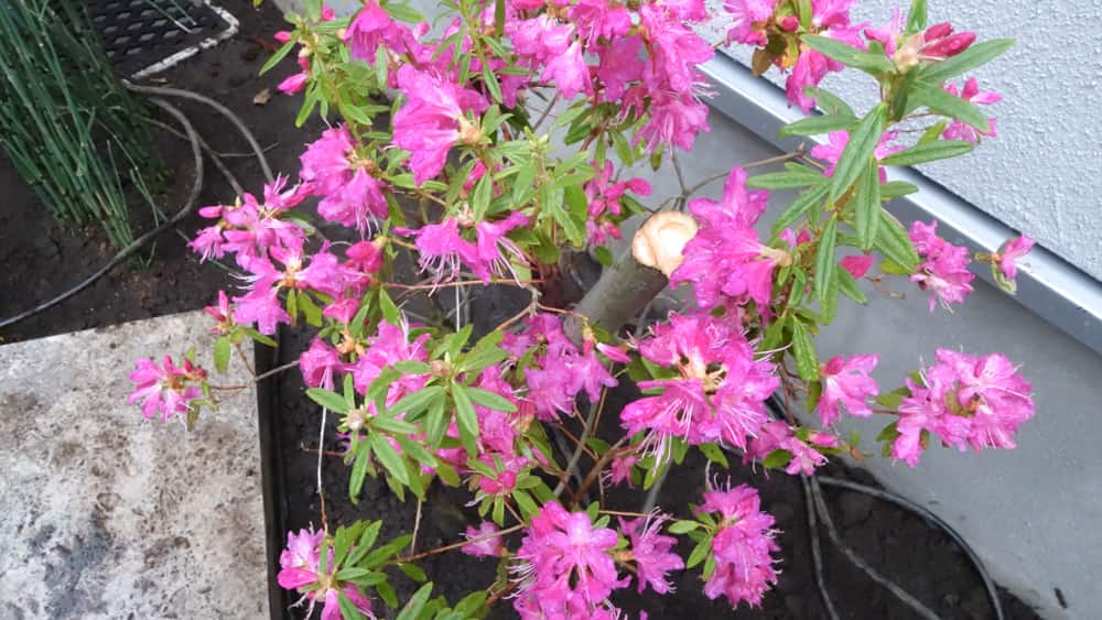 植え付け直後の吉野つつじ