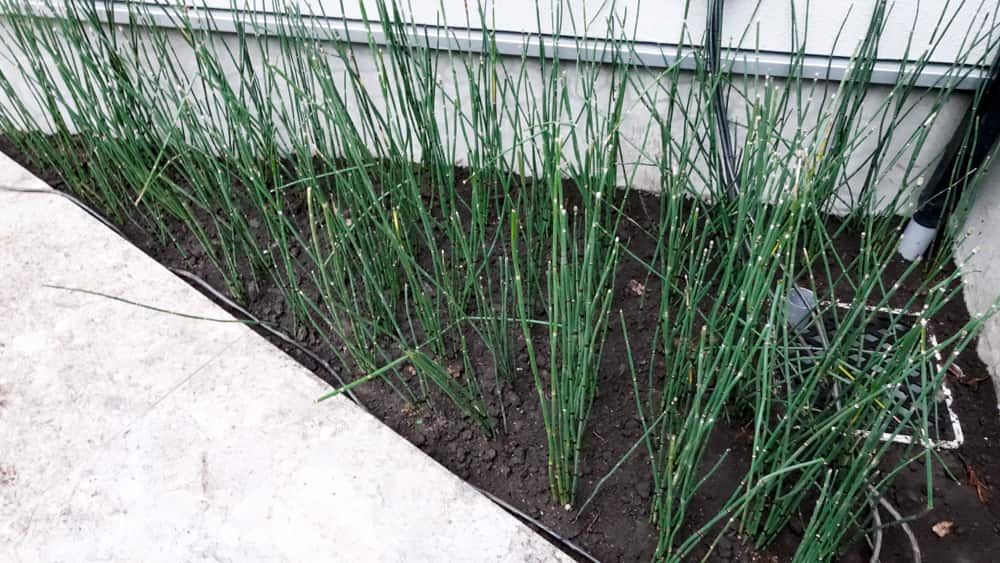 植え付け直後のトクサの写真