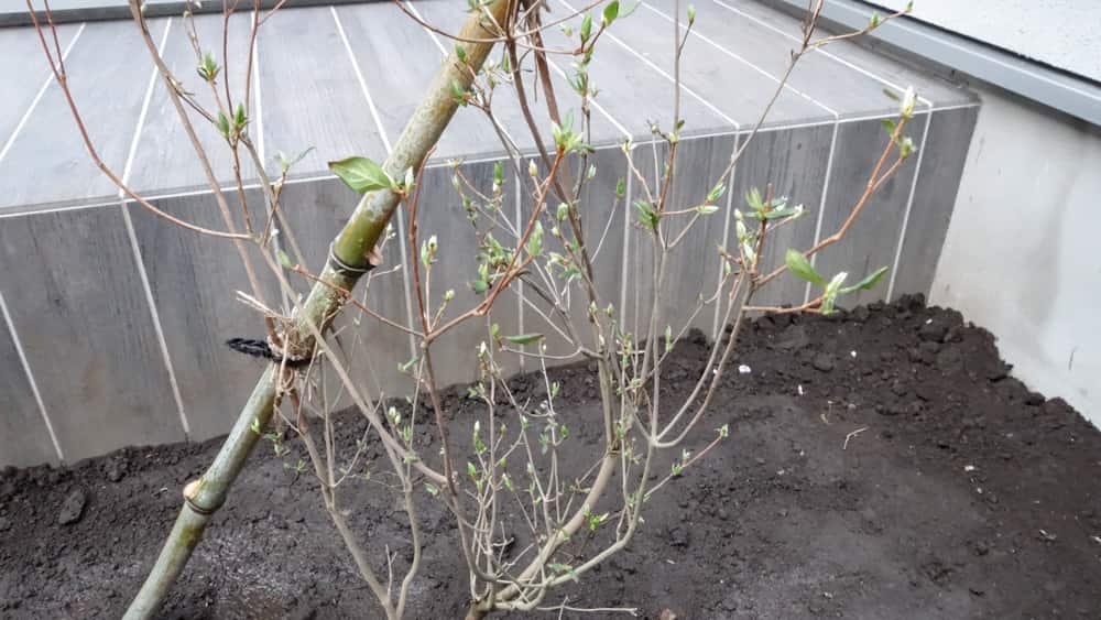 植え付け後のヤマツツジの写真