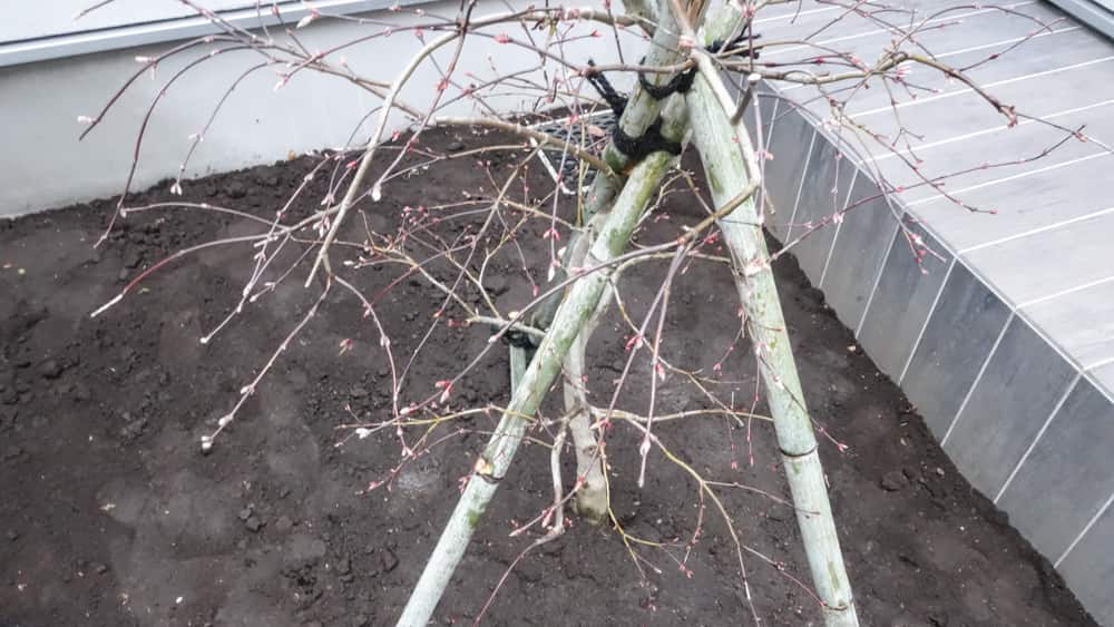 植え付け直後の枝垂れモミジの写真