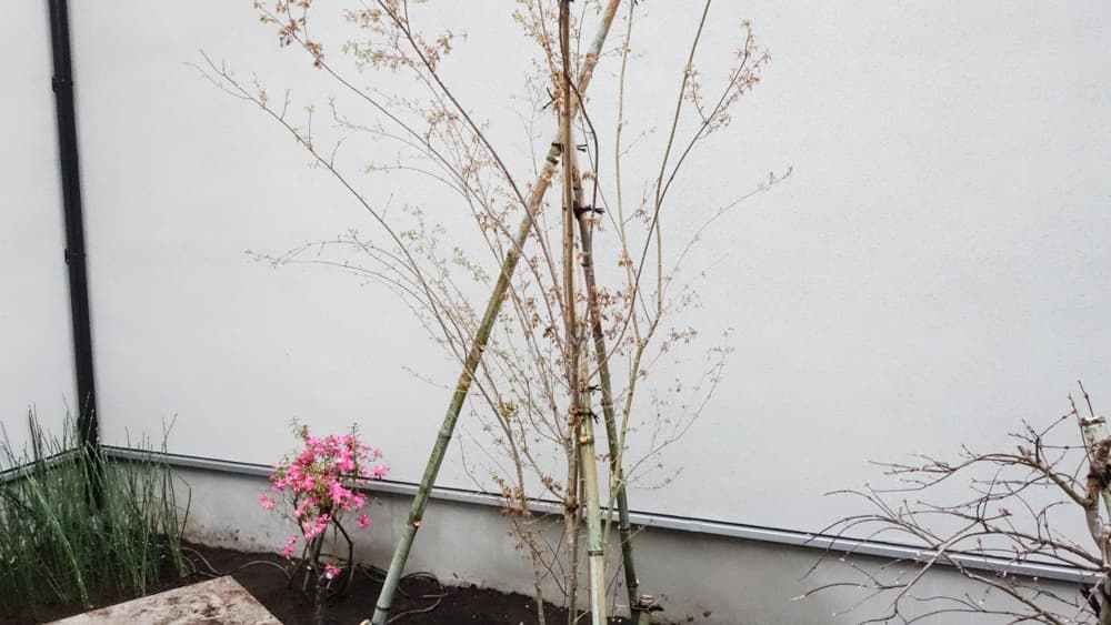 植え付け直後のイロハモミジの写真