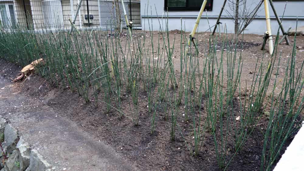 植え付け直後のトクサの写真