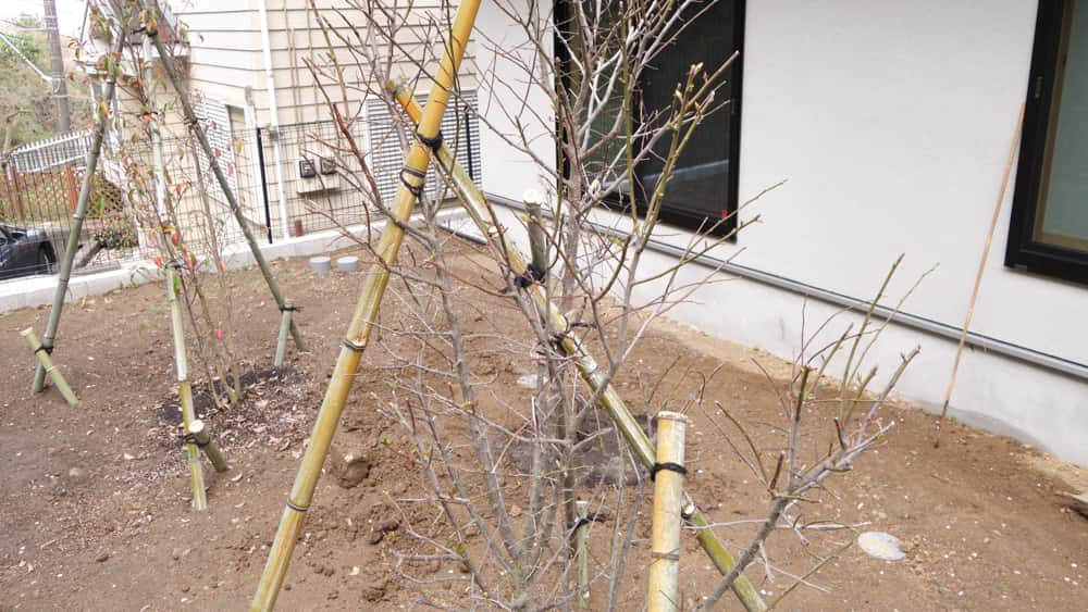 植え付け直後の梅の写真