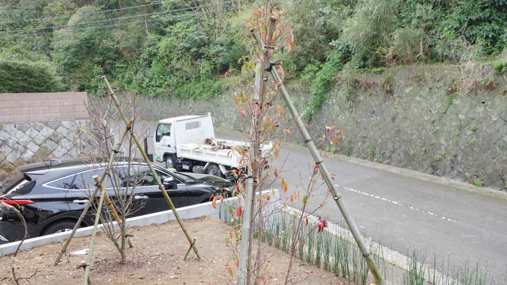 植え付け直後の常緑ヤマボウシ