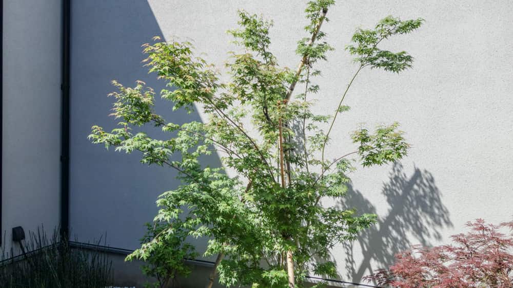 ２ヶ月後のイロハモミジの写真