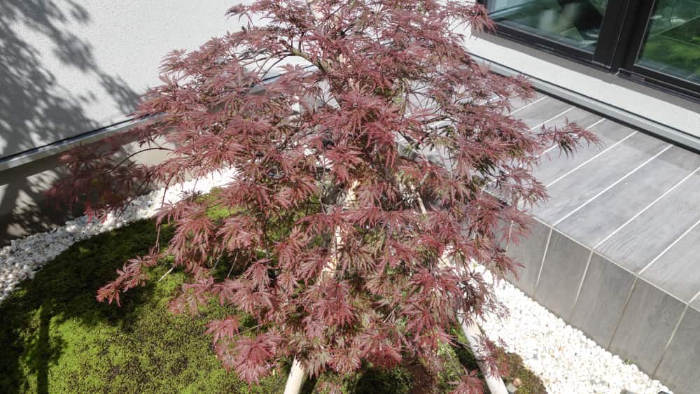 ２ヶ月後の枝垂れモミジ