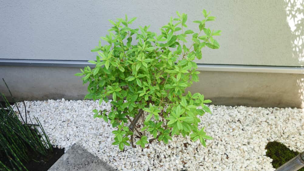 ２ヶ月経過した吉野ツツジの写真