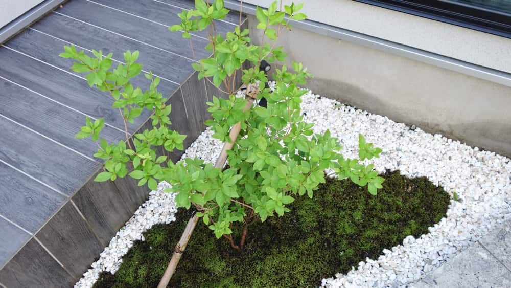 ２ヶ月後のヤマツツジの写真