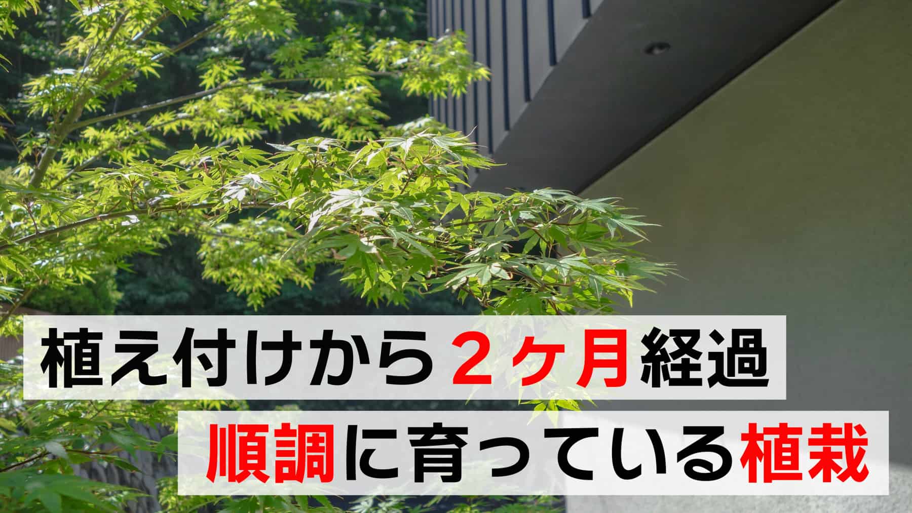 植え付けから２ヶ月経過、順調に育っている植栽・庭木