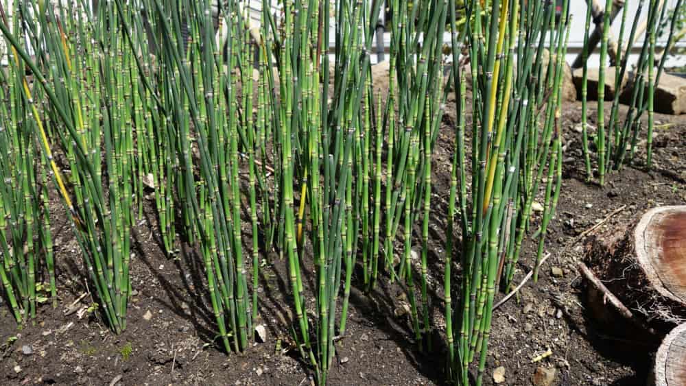 ２ヶ月後のトクサの写真