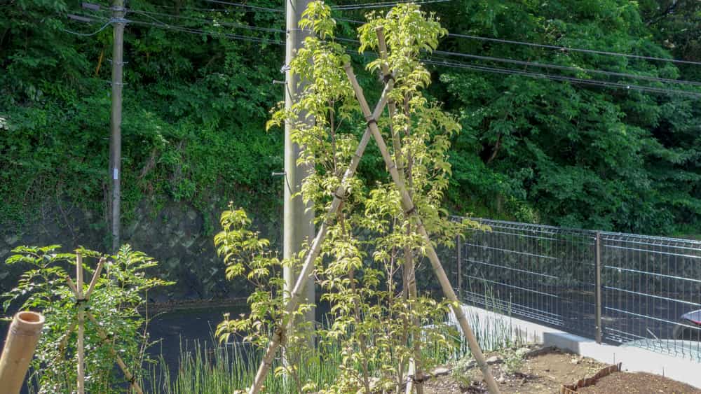 ２ヶ月経過した常緑ヤマボウシ