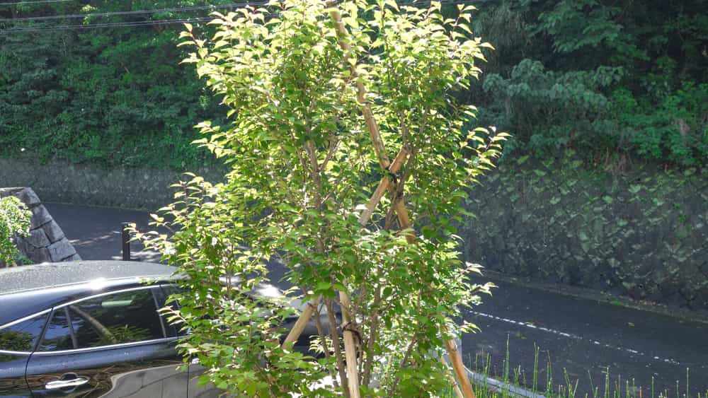 ２ヶ月後の梅の写真