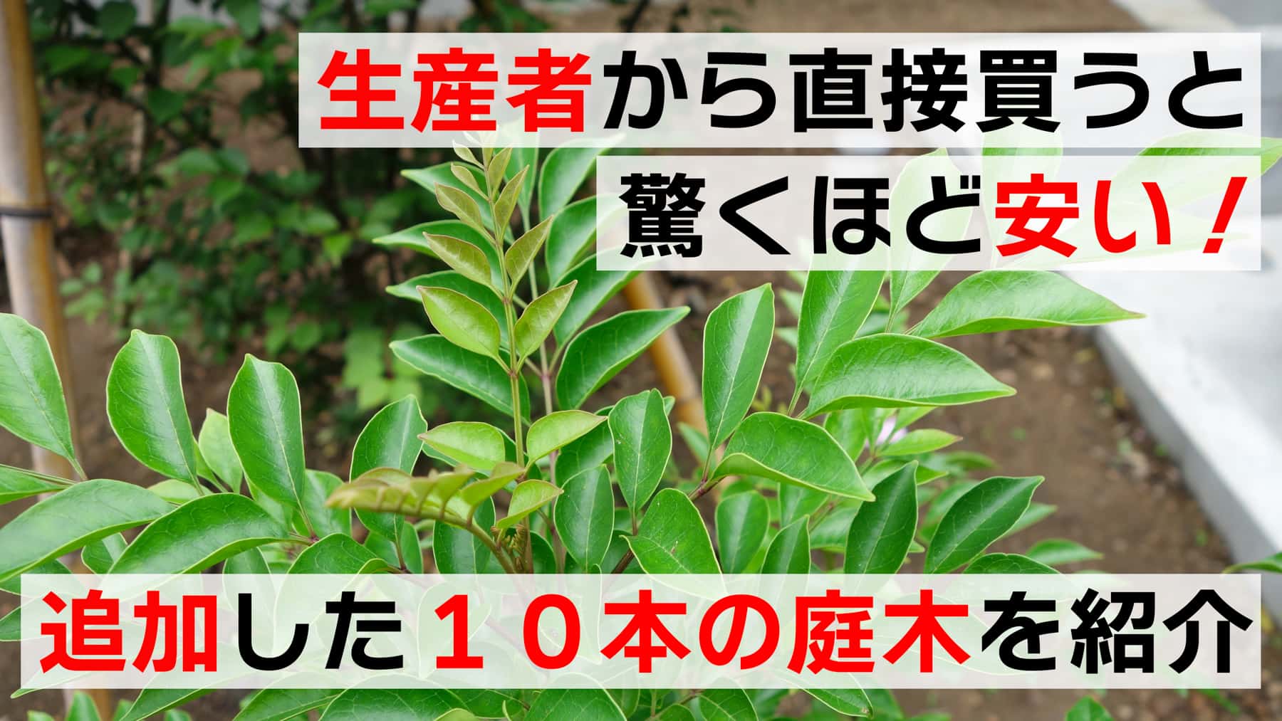 生産者から買うと庭木は驚くほど安い！追加した１０本の庭木を紹介