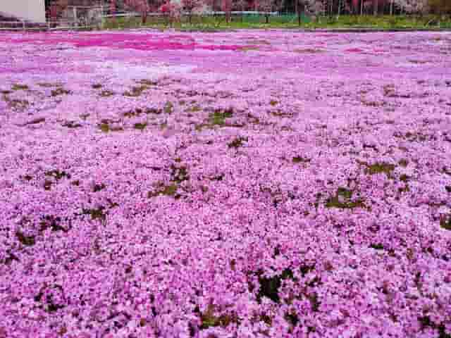 芝桜でグランドカバー