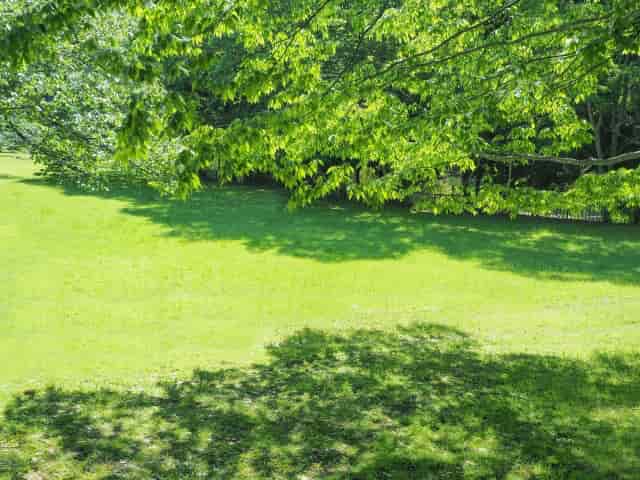 芝生のグランドカバー