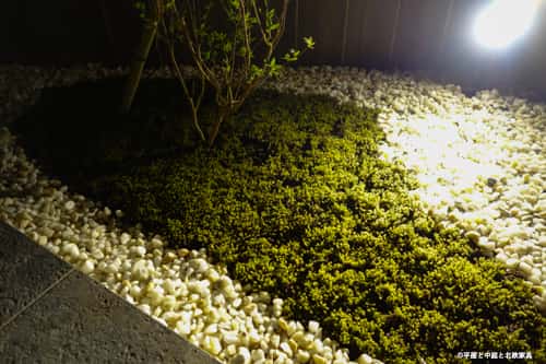 苔のグランドカバー