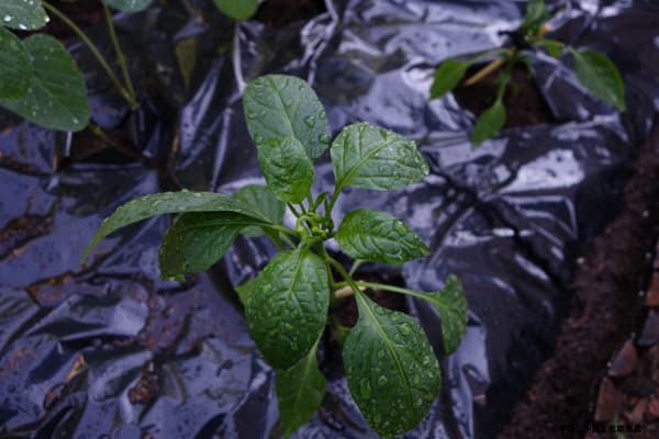 万願寺とうがらし苗