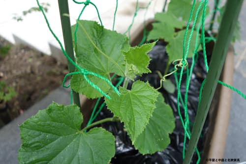 きゅうり苗