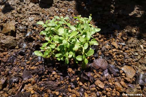 クラピアのグランドカバー