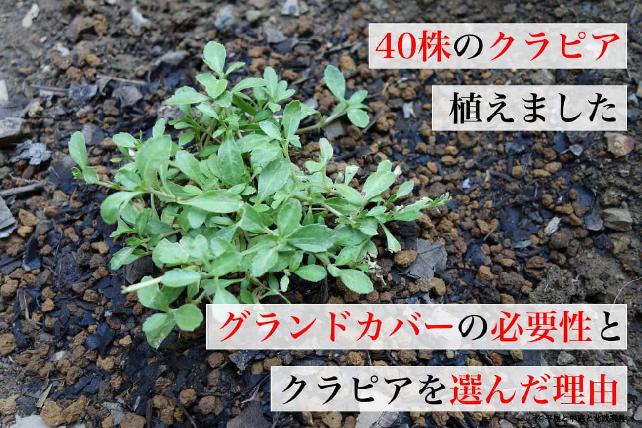 40株のクラピアを植えました、グランドカバーの必要性とクラピアを選んだ理由