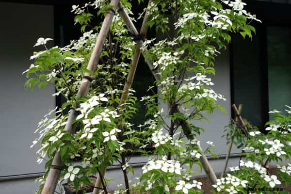 常緑ヤマボウシ