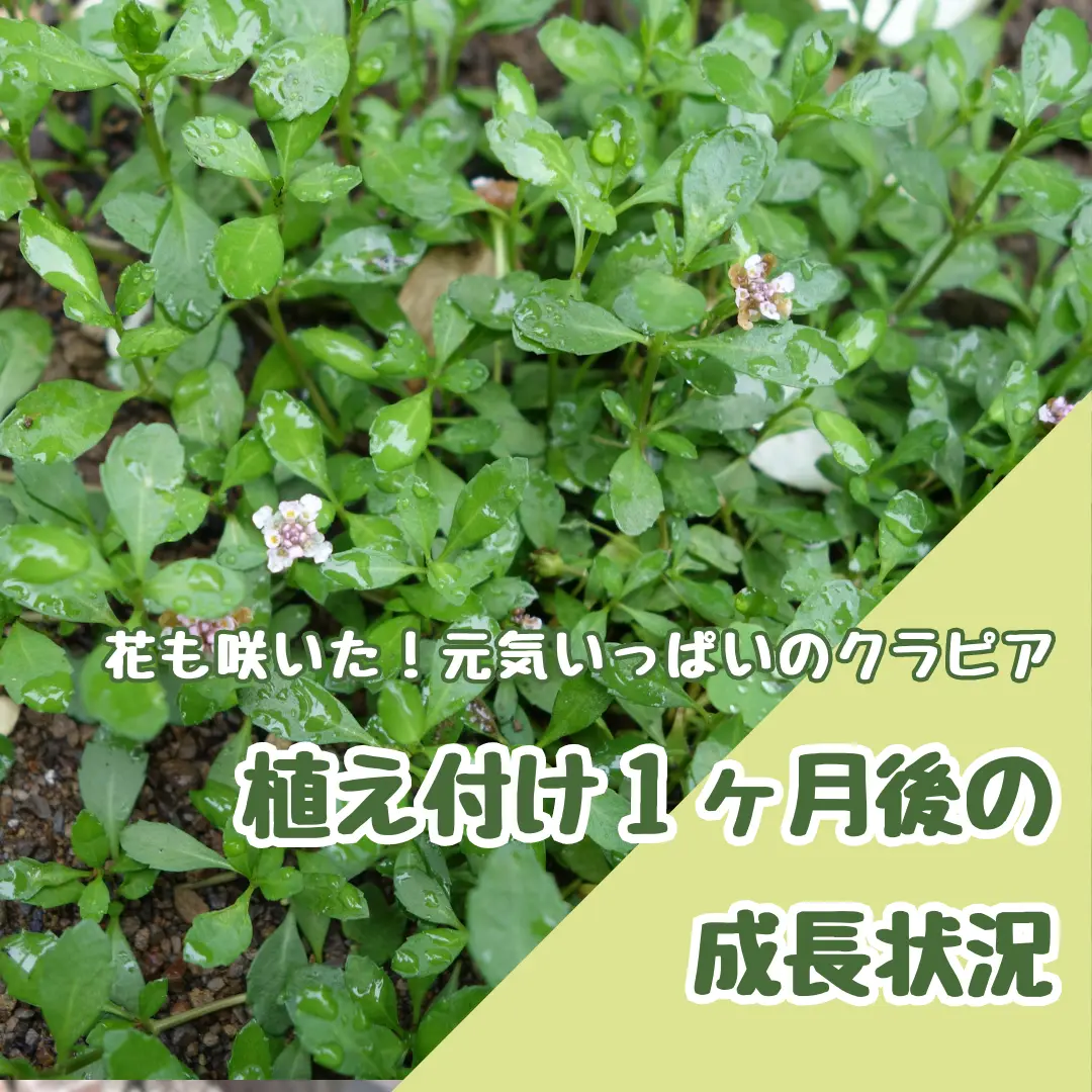 花も咲きました。元気いっぱいのクラピア、植え付け1ヶ月後の成長状況