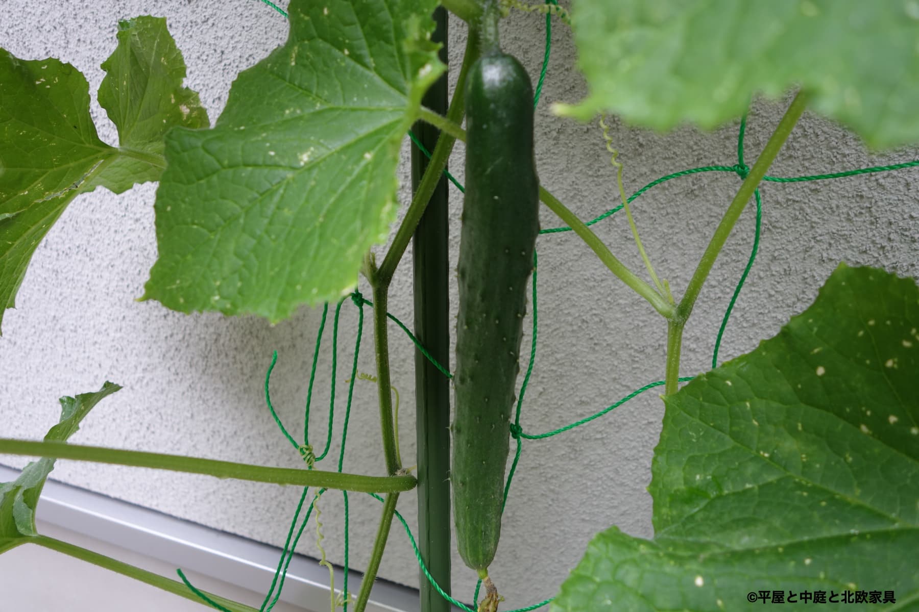 １ヶ月経過した家庭菜園　少し収穫！思った以上に順調に育ってます