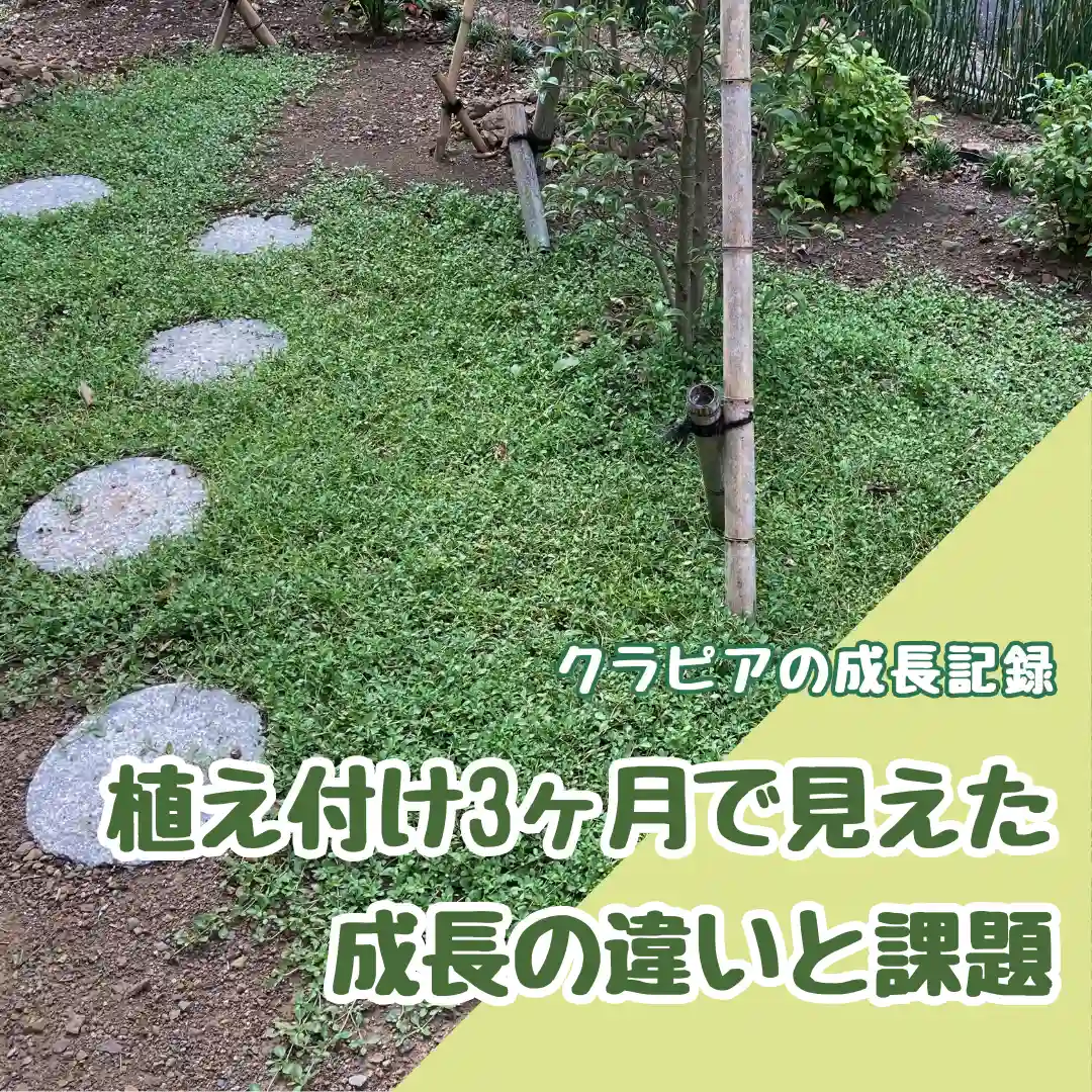 クラピアの成長記録：植え付けから3ヶ月で見えた成長の違いと課題