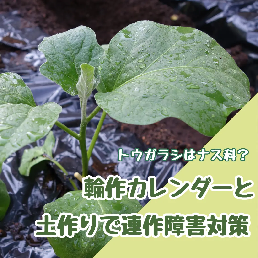トウガラシはナス科？ 輪作カレンダーと土の作り直しで連作障害対策