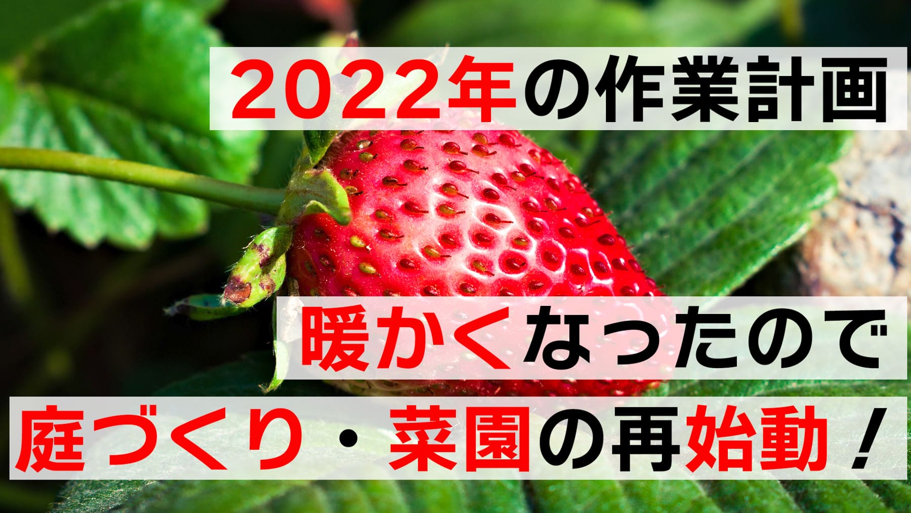 【2022年の作業計画】暖かくなったので、庭づくり・家庭菜園を再始動！