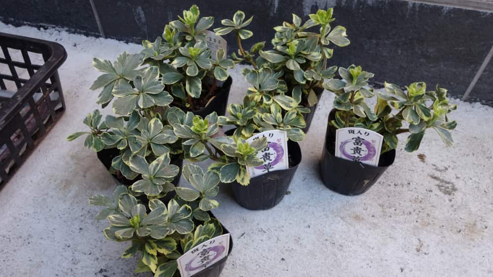 フッキソウの写真