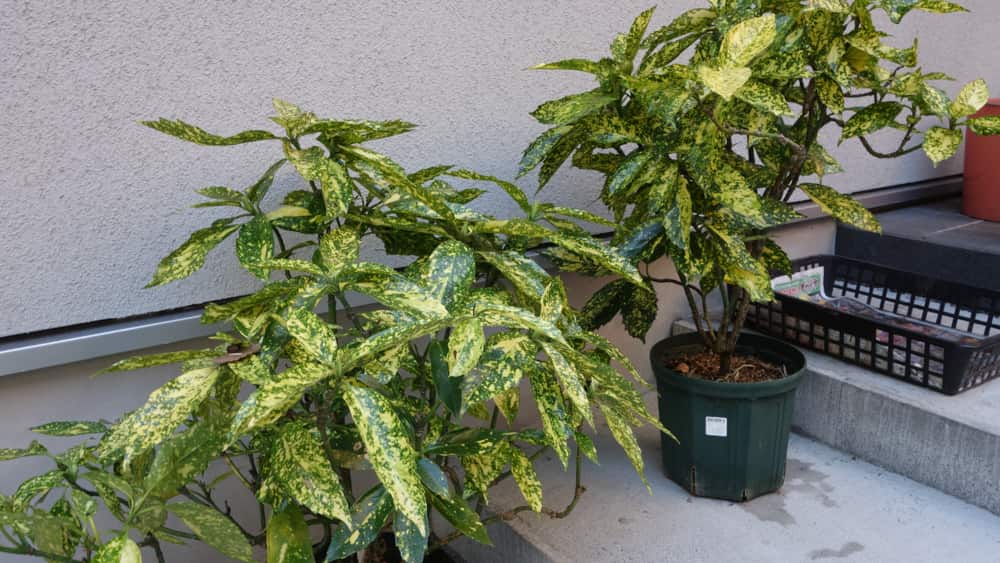 斑入りアオキの写真