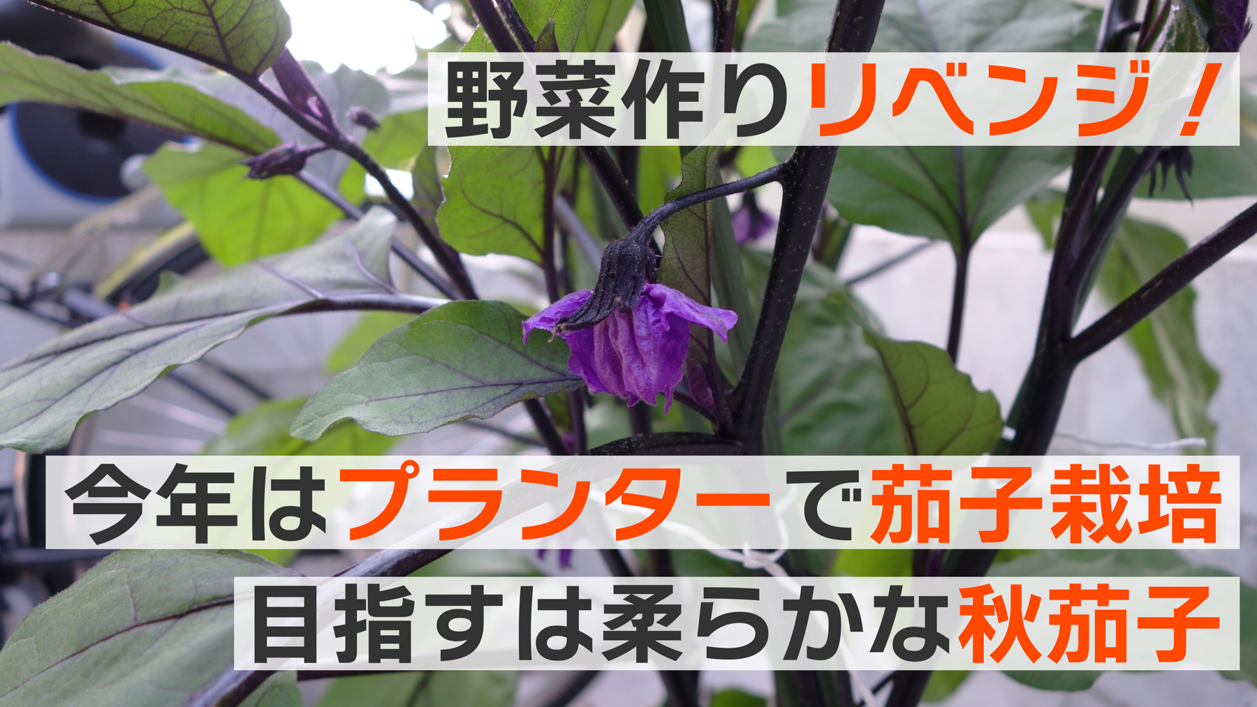 野菜作りリベンジ！今年はプランターで茄子、目指すは柔らかな秋茄子